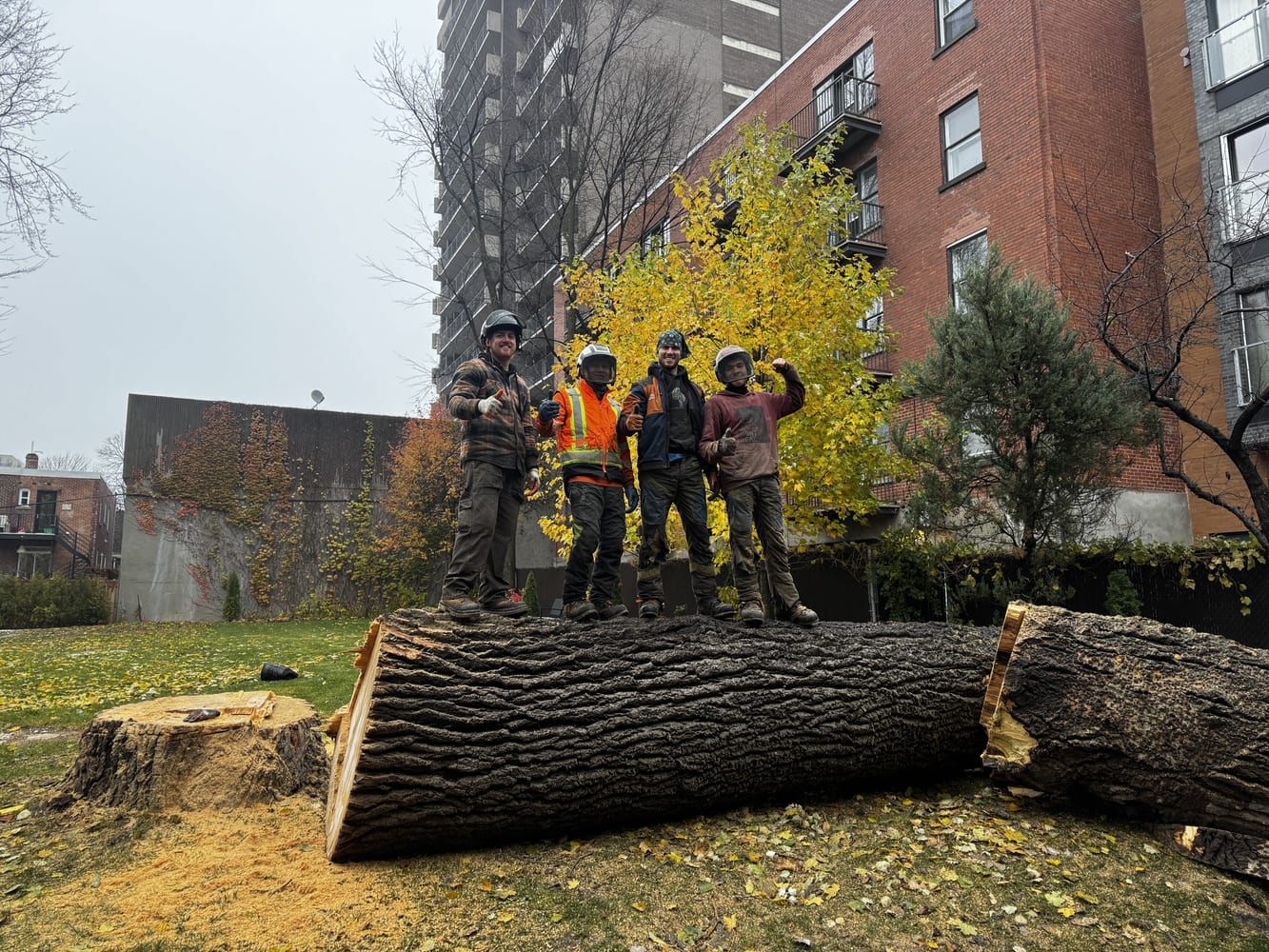 Abattage d'arbre et services d'urgence