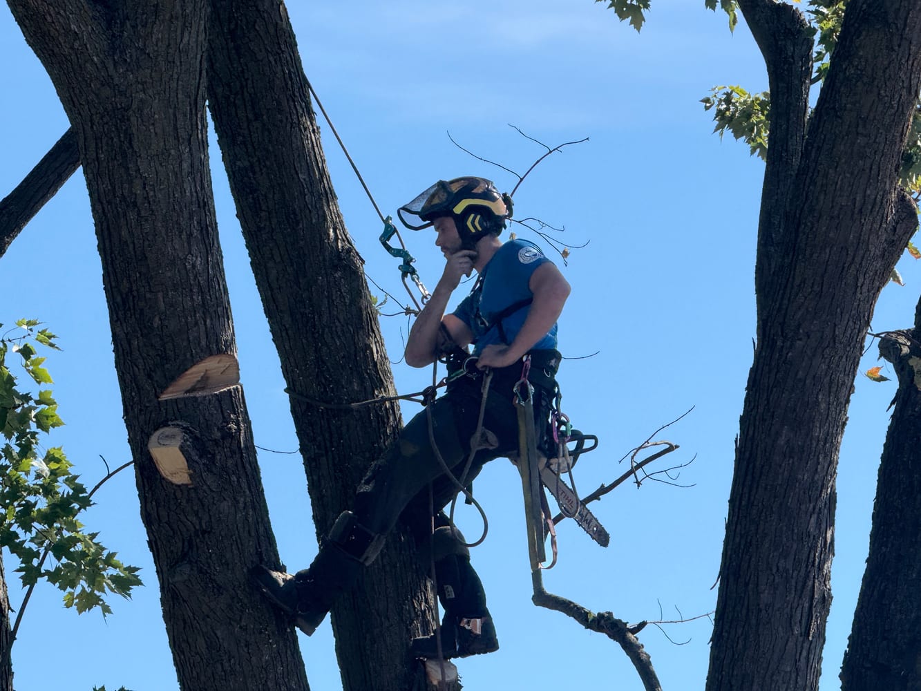 Élagage d'arbre et maintenance