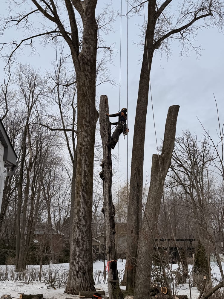 Soins professionnels des arbres et services d'haubanage